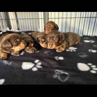 Dachshund (Miniature Long Haired)