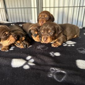 Dachshund (Miniature Long Haired)