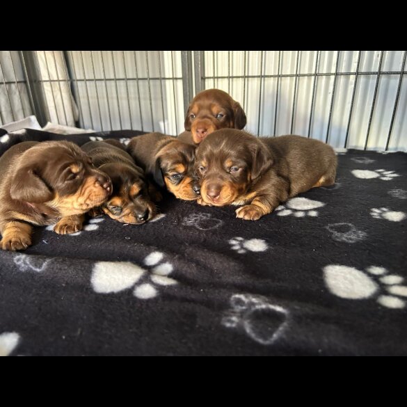 Dachshund (Miniature Long Haired)