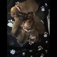 Dachshund (Miniature Long Haired)