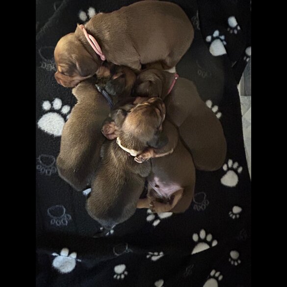 Dachshund (Miniature Long Haired)