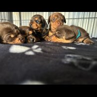 Dachshund (Miniature Long Haired)