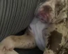 Alapaha Blue Blood Bulldog