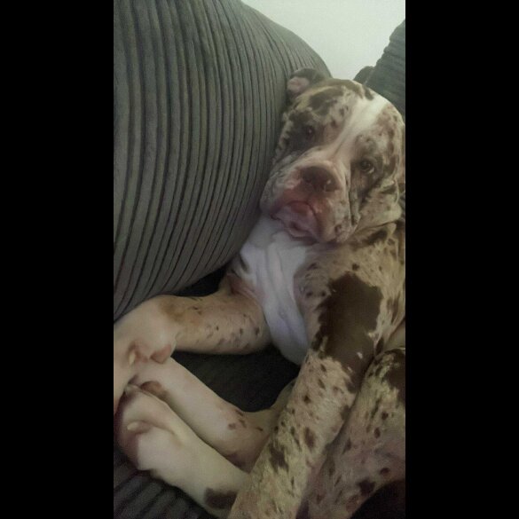 Alapaha Blue Blood Bulldog