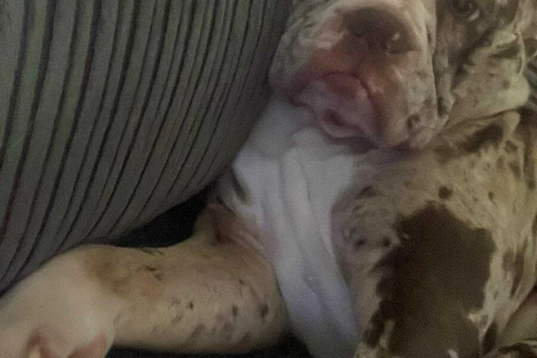 Alapaha Blue Blood Bulldog