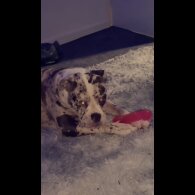 Alapaha Blue Blood Bulldog