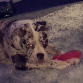 Alapaha Blue Blood Bulldog