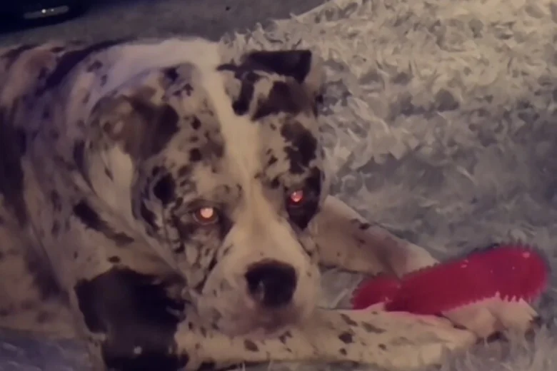 Alapaha Blue Blood Bulldog