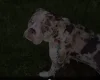 Alapaha Blue Blood Bulldog