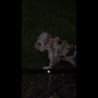 Alapaha Blue Blood Bulldog