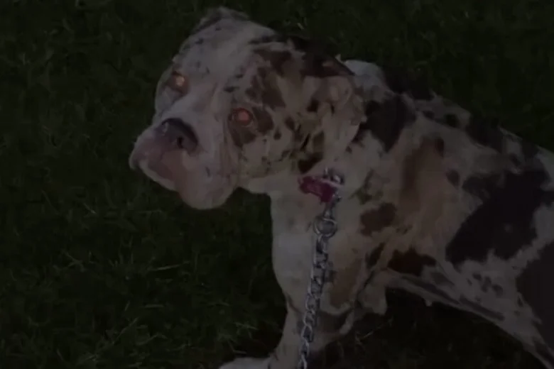 Alapaha Blue Blood Bulldog