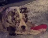 Alapaha Blue Blood Bulldog