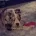 Alapaha Blue Blood Bulldog
