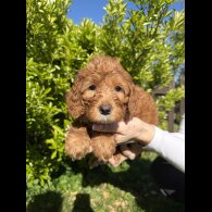 Cavapoo