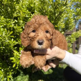 Cavapoo