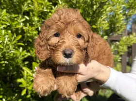 Cavapoo