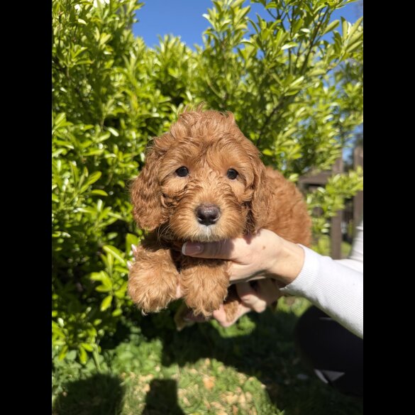 Cavapoo