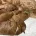 Cavapoo