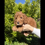 Cavapoo