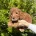 Cavapoo