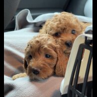 Cavapoo