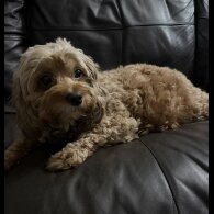 Cavapoo