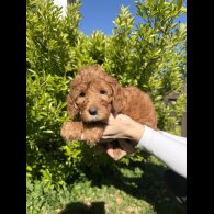 Cavapoo