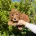Cavapoo