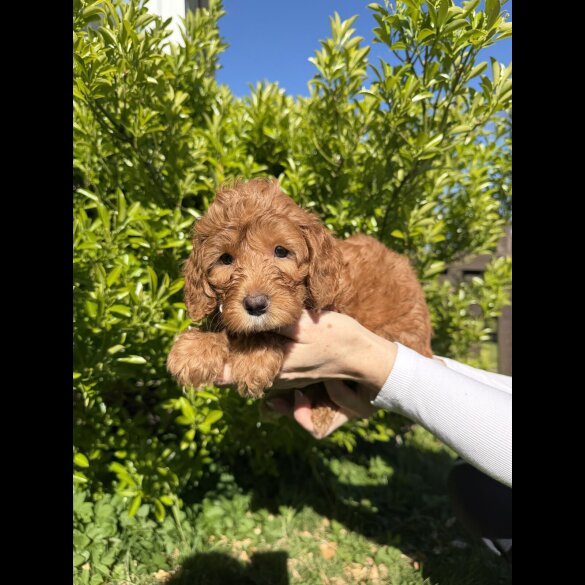 Cavapoo