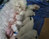 Maltese