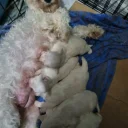 Maltese