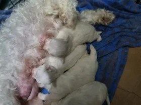 Maltese