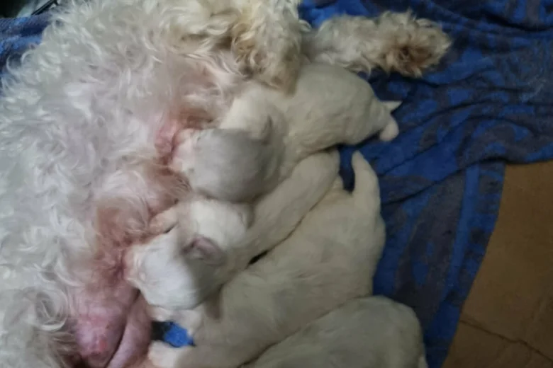 Maltese