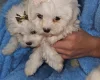Maltese