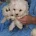 Maltese