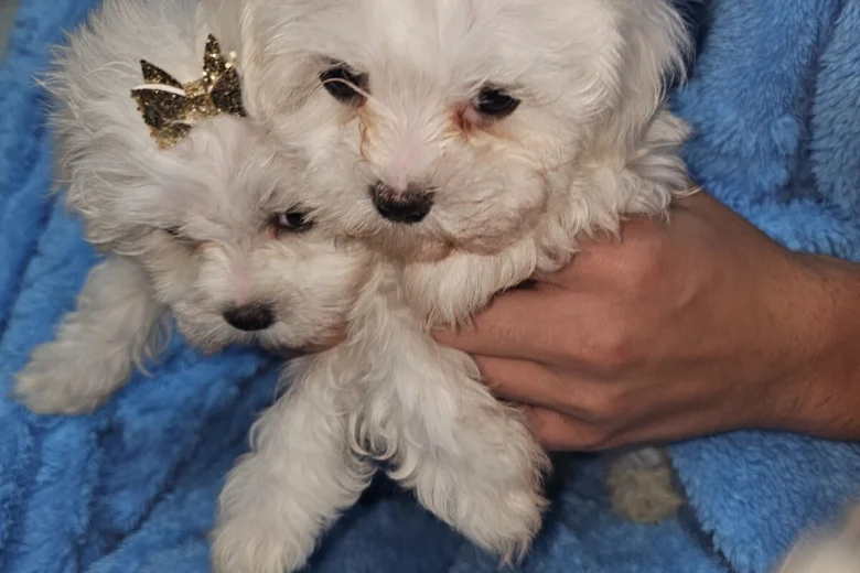 Maltese