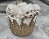 Maltese