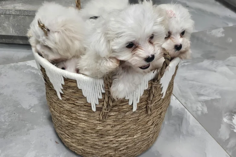 Maltese