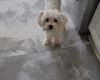 Maltese