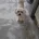 Maltese