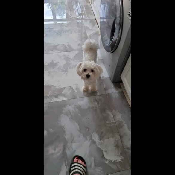 Maltese