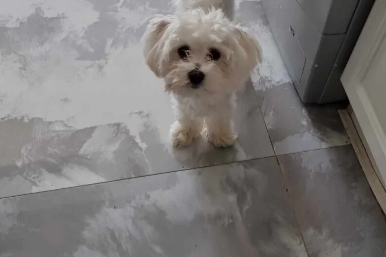 Maltese