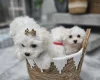 Maltese