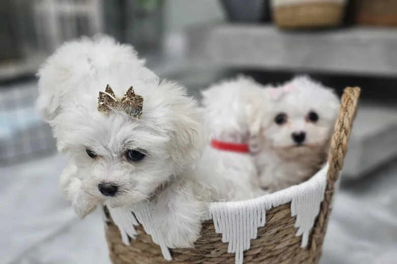 Maltese