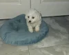 Maltese