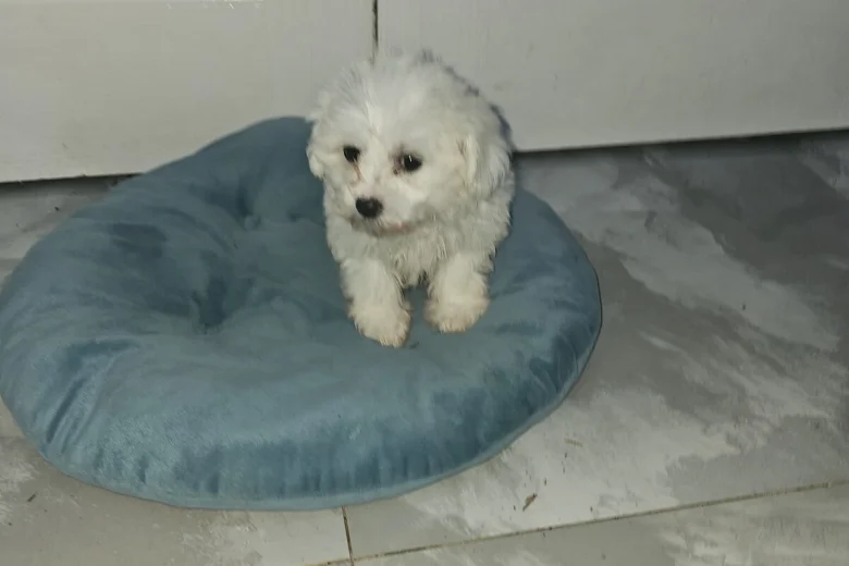Maltese