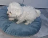 Maltese