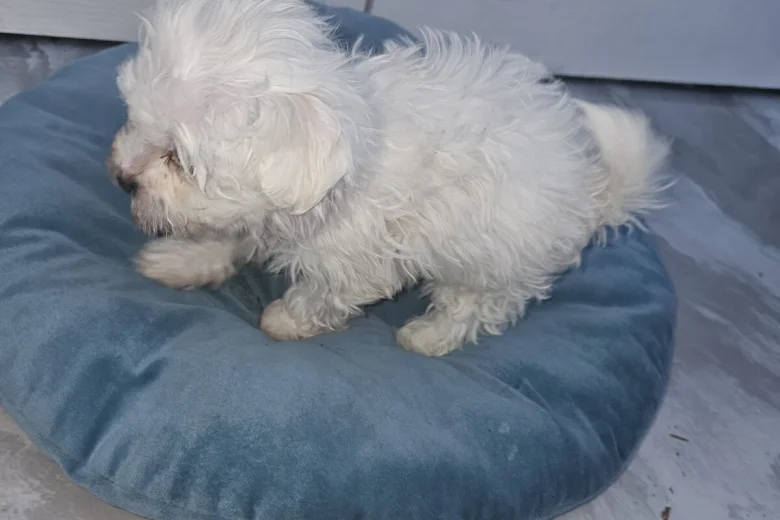 Maltese