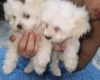 Maltese