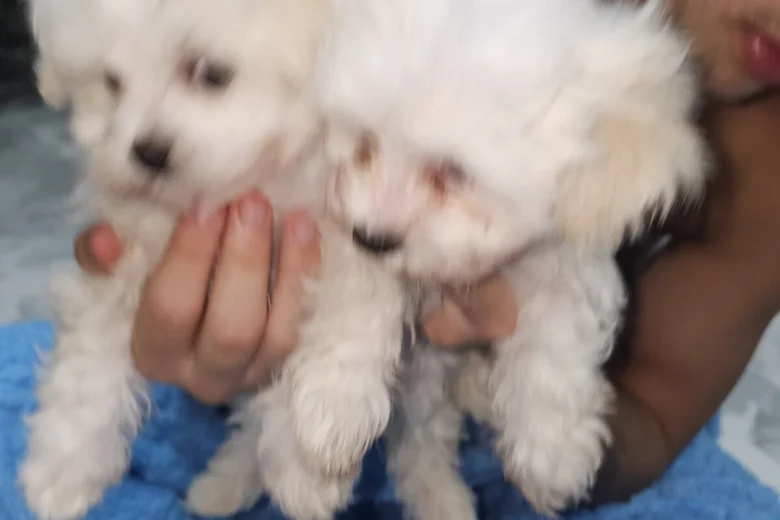 Maltese